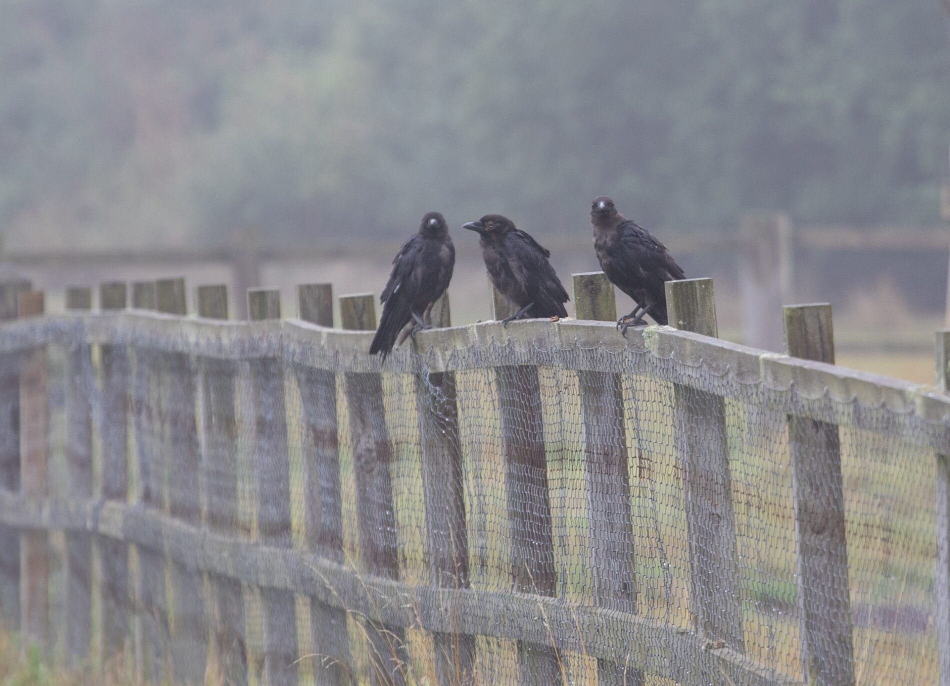Городники розповіли, навіщо розвішувати порожні пляшки на паркані