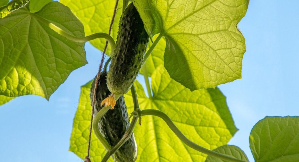 Не кущі, а справжні “джунглі” з огірків! Рослина буде завішана плодами, як прикрасами, лише оберіть цей сорт 