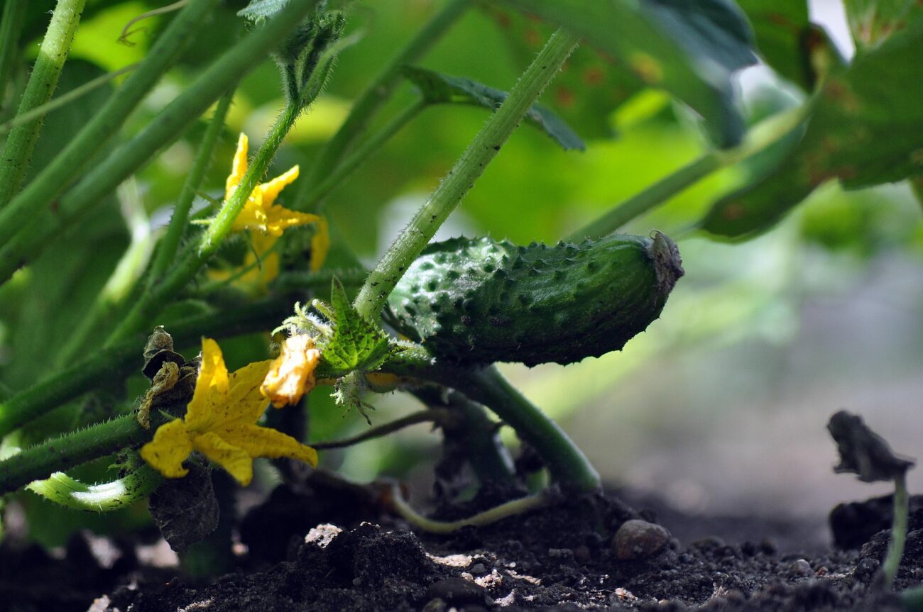 Городники розповіли, який сорт огірків обрати для вирощування на грядці – найкращий варіант