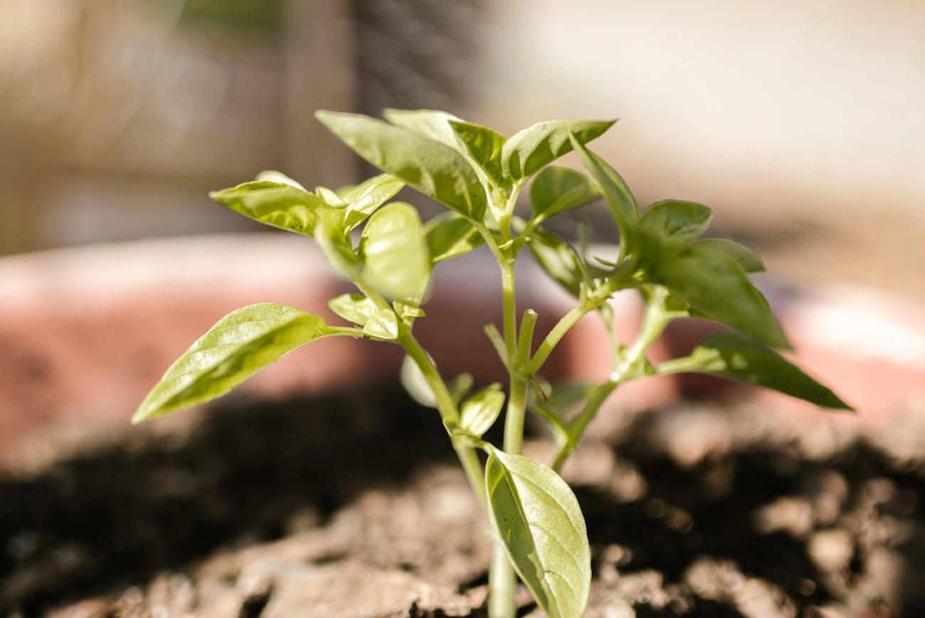 Розсаду яких рослин не можна ставити на підвіконня