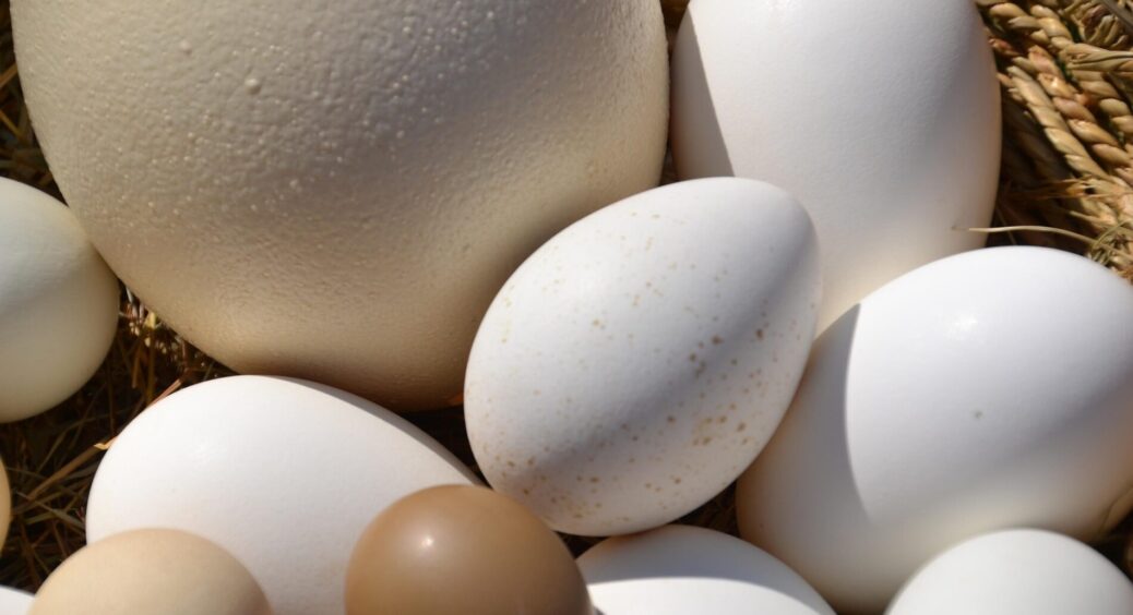 Переживала, що це не до добра, але 78-річна бабуся прояснила: що буде, якщо курка знесла дуже маленьке яєчко 