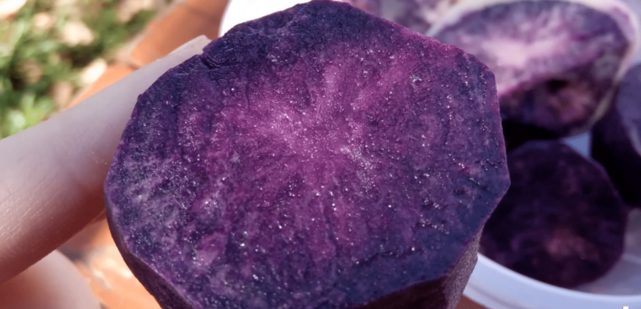 Експерти назвали найкращі сорти картоплі для посадки на городі