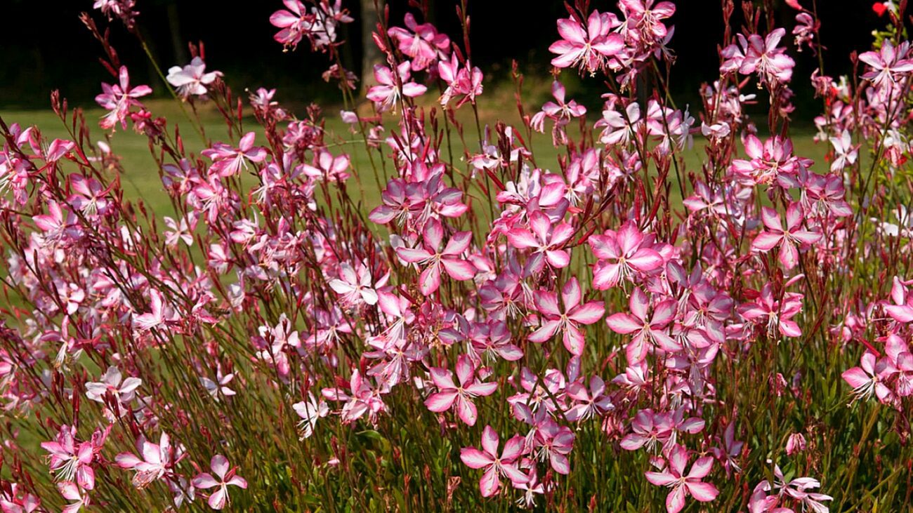 Садівники назвали багаторічну квітку, яка може замінити гортензію
