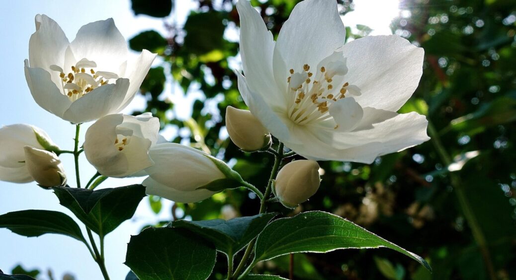 Бабуся все життя вирощує на ділянці ці 4 “трави-цілительки”: клопоту в догляді 0, а користі – на всі 100 