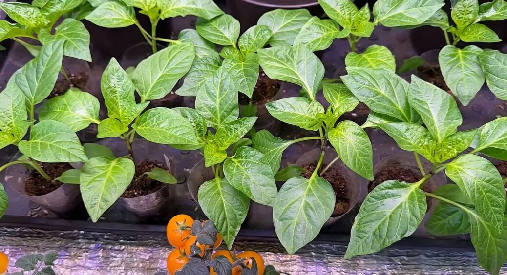 Полила розсаду перцю цим “еліксиром” — поперла на зріст як на замовлення: сіянці заряджені на врожайність 