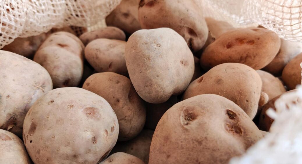 Змішала ці 3 компоненти та посипала ґрунт: у мене на 1 сотці стільки картоплі, як у сусідки на 4 сотках 