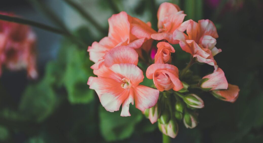 Всього 30 крапель у воду – і пеларгонія зацвіте, як по команді: живильне добриво для кімнатної квітки 