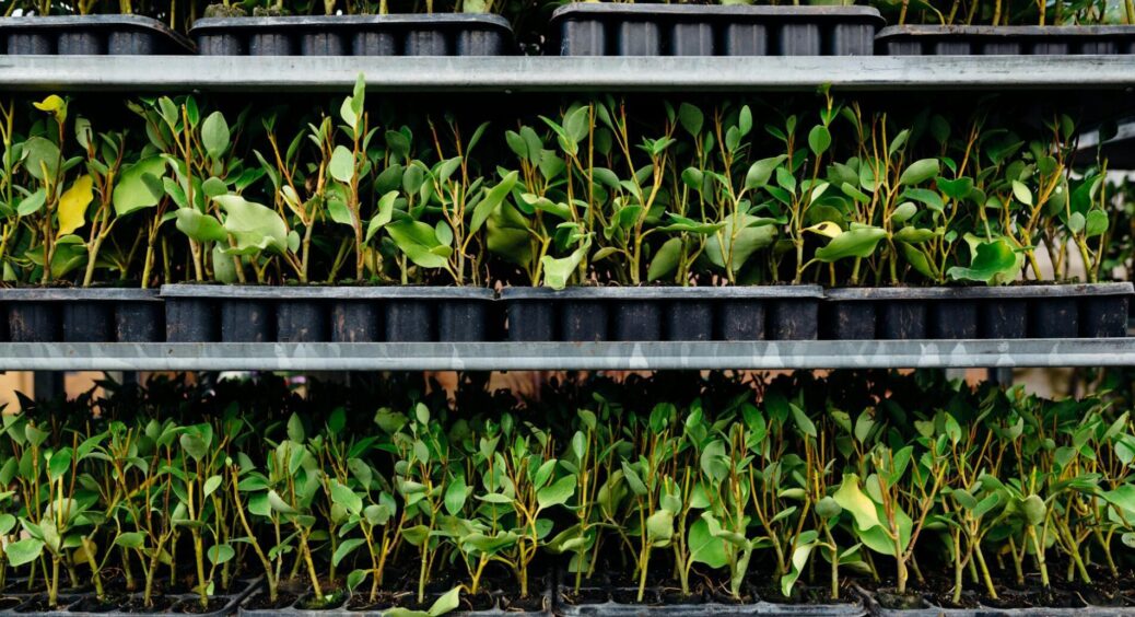 Фітолампами потрібні для “чайників”: як я виростила “ліс” з розсади на підвіконні – 1 підкормка, і все буяє 