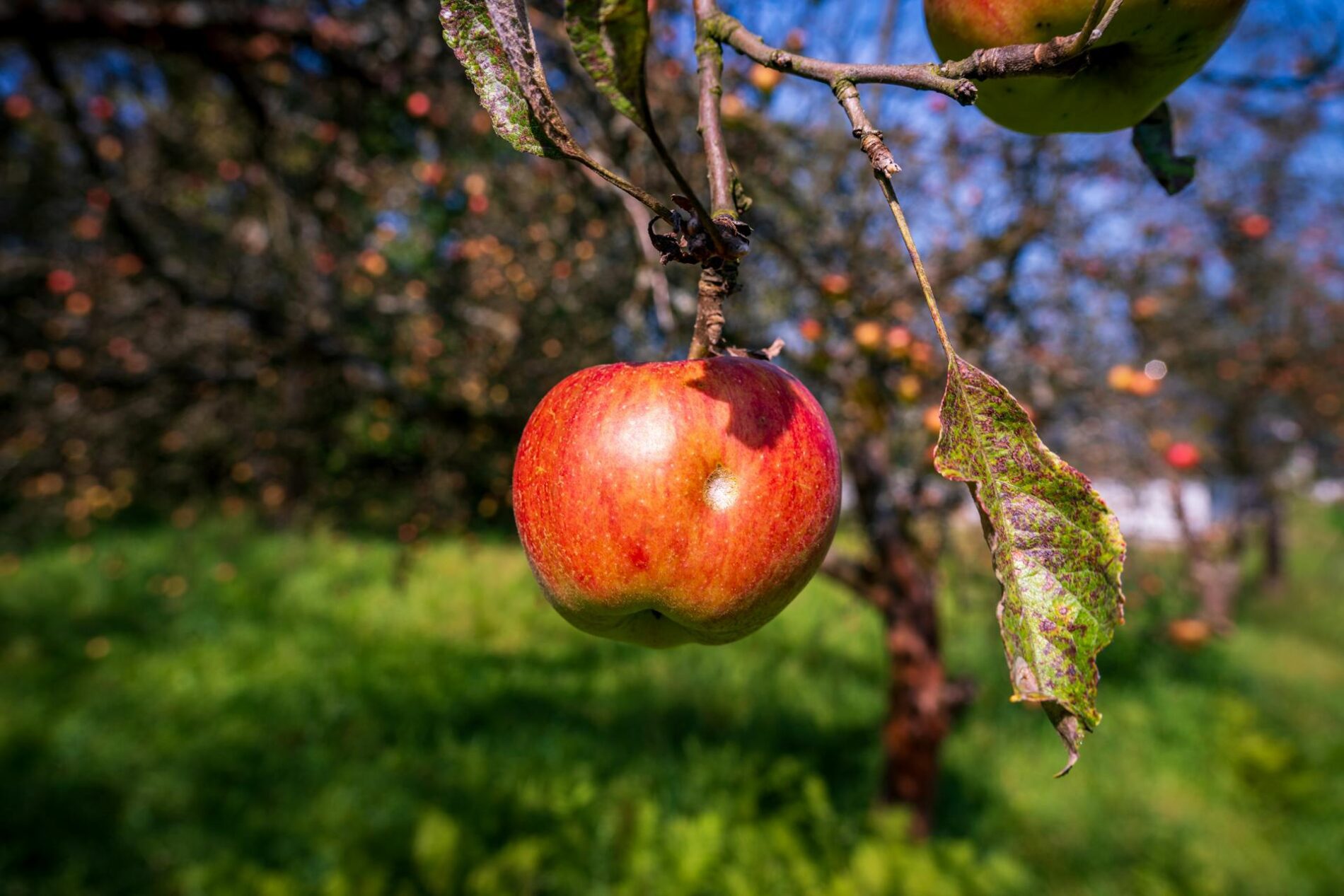 Навіщо закопувати часник у ґрунт біля яблуні