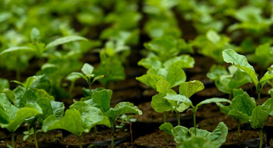 Кума побачила мою розсаду і як витріщилася на мене: забула головне правило першого підживлення – ділюся 