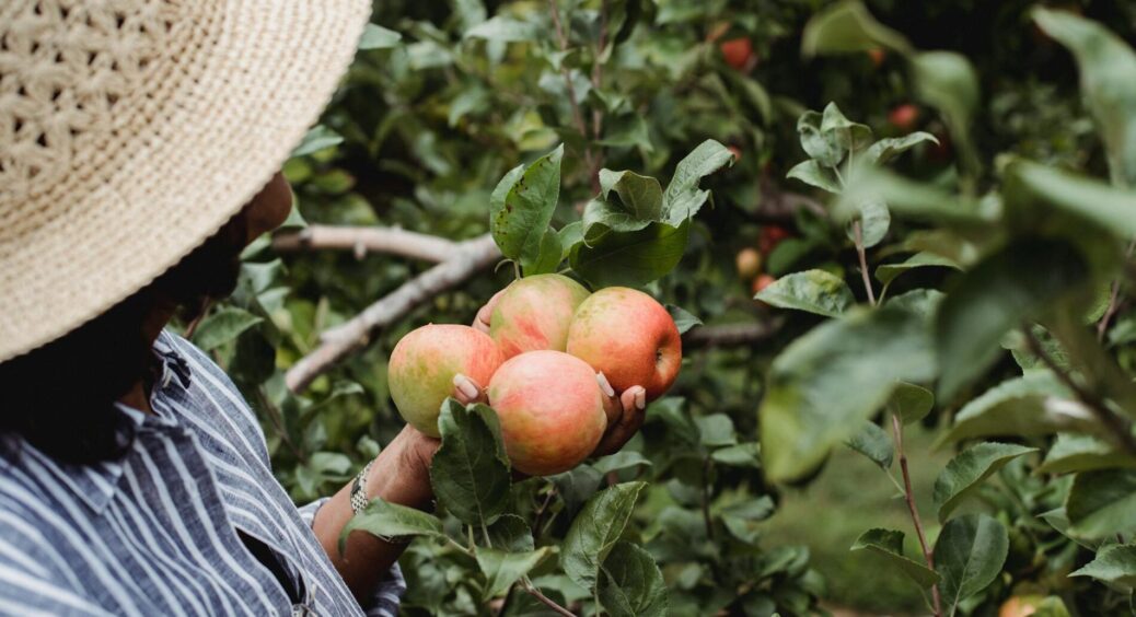Ці “шкідники” вам допомагають, а ви їх викурюєте: поширена помилка 99% садівників – залиште комах у спокої 