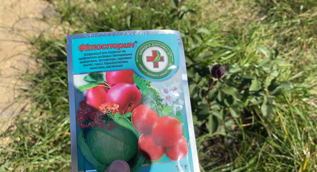 Навчилась правильно розводити фітоспорин: тепер мої помідори сяють здоров’ям, а огірки – зеленіші за смарагд 