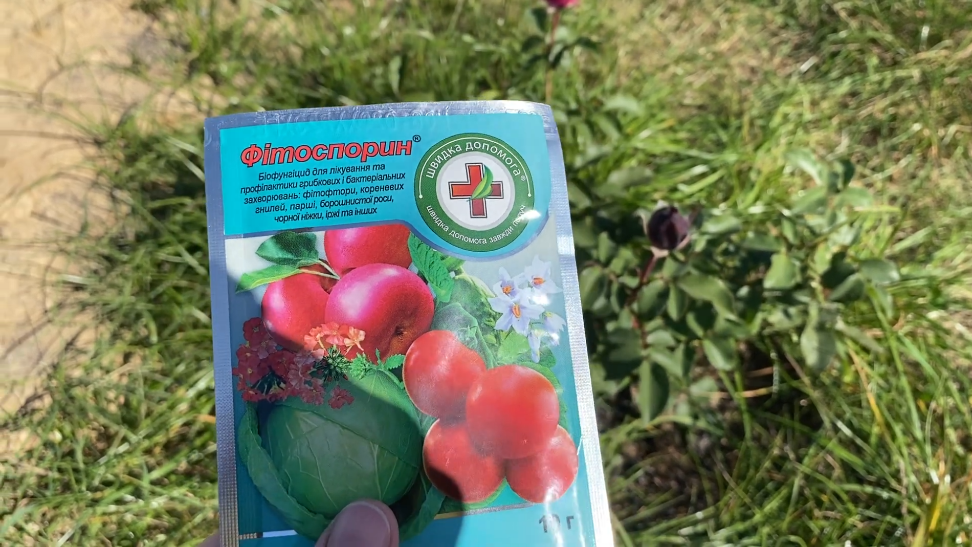 Експерти розповіли, як правильно використовувати фітоспорин