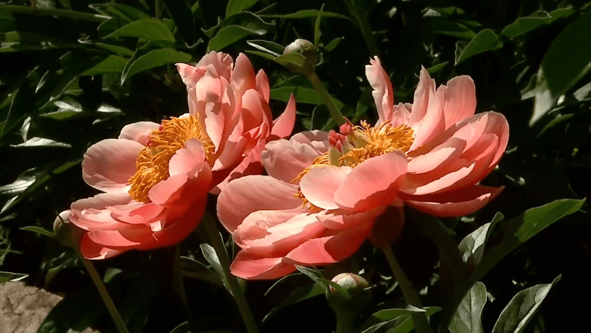 Експерти назвали правила створення квітників-міксбордерів