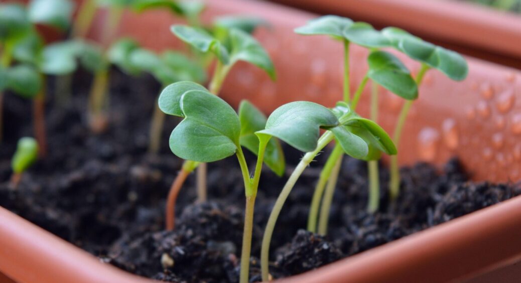 “Вклала спати” витягнуту розсаду огірків у землю: сусідка сміялася, а тепер просить навчити її цього трюку 