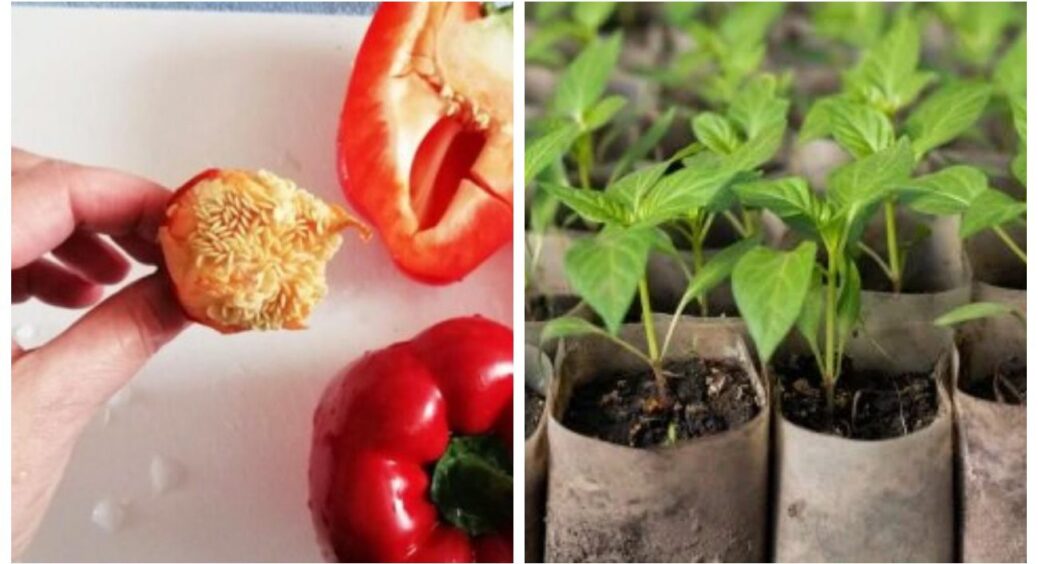 Наче у приказці “І швець, і жнець”: як скористатися ножицями, щоб прискорити пророщування перцю 