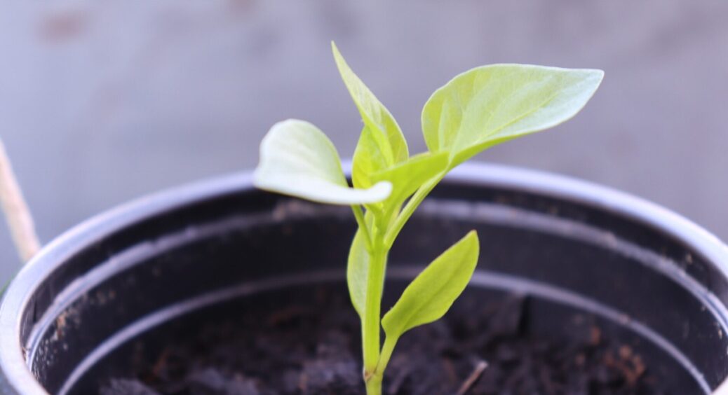 3 способи врятувати розсаду, яка витягнулась: “швидка допомога” для саджанців від 77-річного діда Степана 