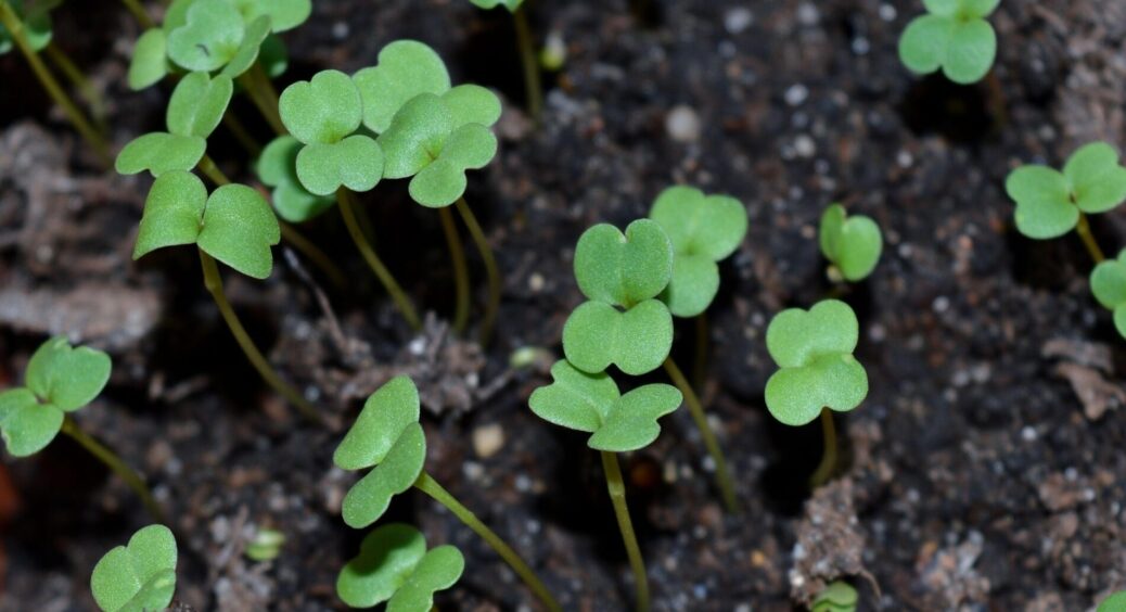 Вирощую перці в простих стаканчиках за копійки – тепер коріння таке довге, що сусідка із заздрощів зомліла 