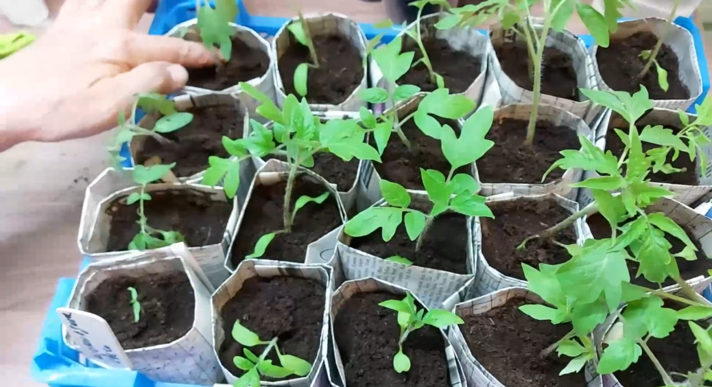Обираю 1 сорт помідорів для зимової розсади – мороки з ним немає, а врожаї влітку дуже щедрі 
