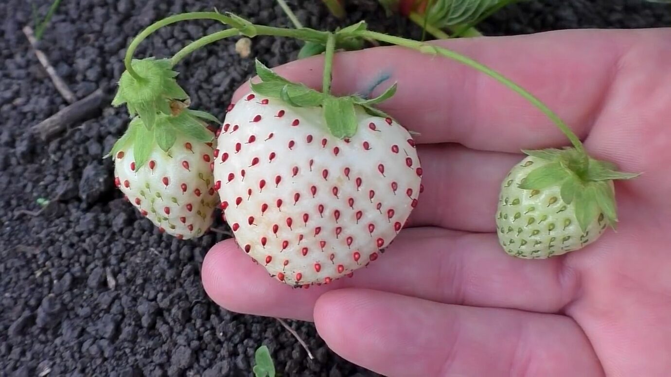 Городники розповіли, чому варто посадити білу полуницю замість звичайної