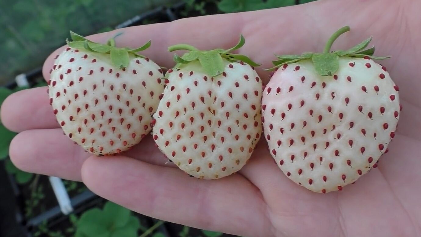 Городники розповіли, чому варто посадити білу полуницю замість звичайної