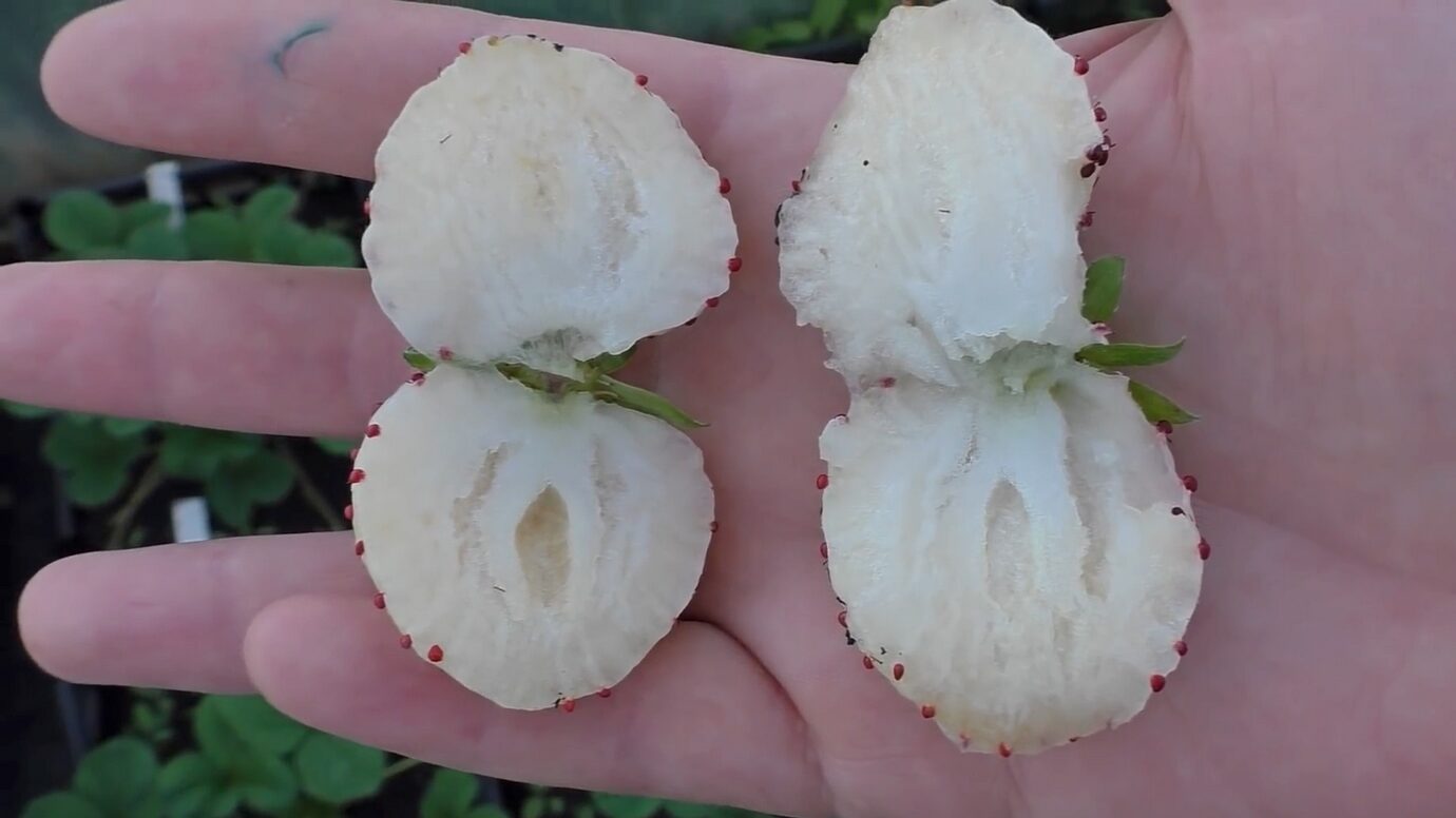 Городники розповіли, чому варто посадити білу полуницю замість звичайної