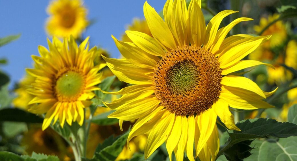 Обожнювала цю рослину, поки не дізналась, що це знаний “ґрунтожер”: 1 помилка, яка може знищити весь город 