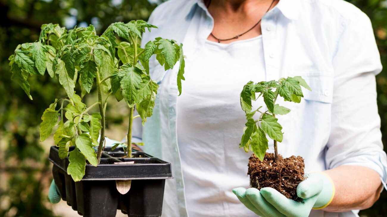 Городники розповіли, чим полити розсаду, щоб вона не витягувалась і була міцною