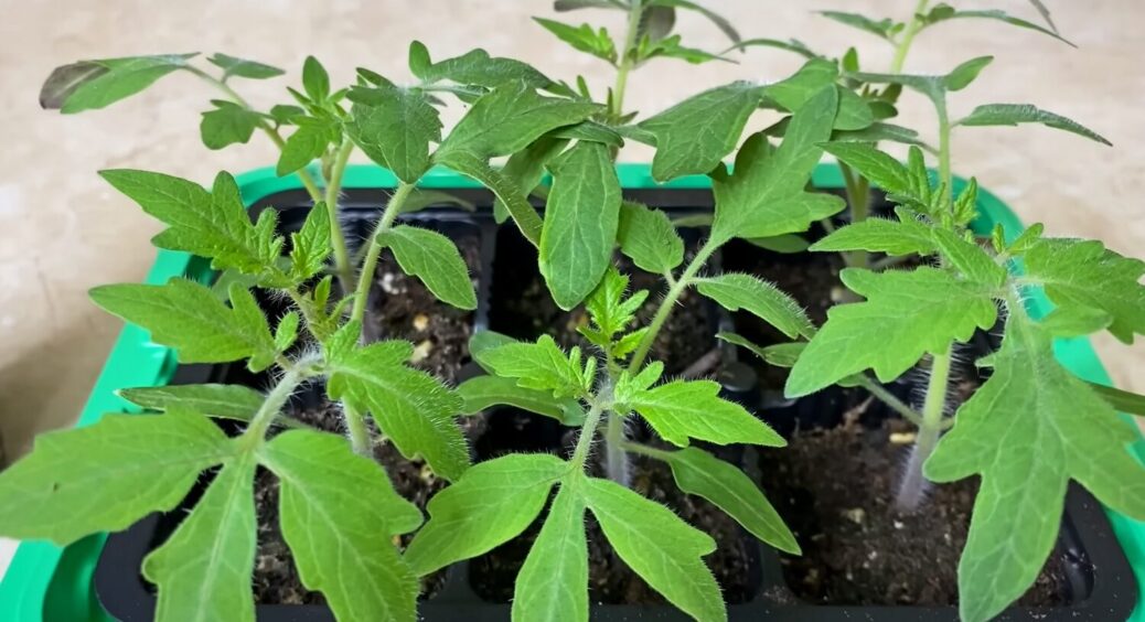 Сусід-агроном навчив хитрощам: перед висадкою роблю цей “ритуал” – розсада приживається на 100% 