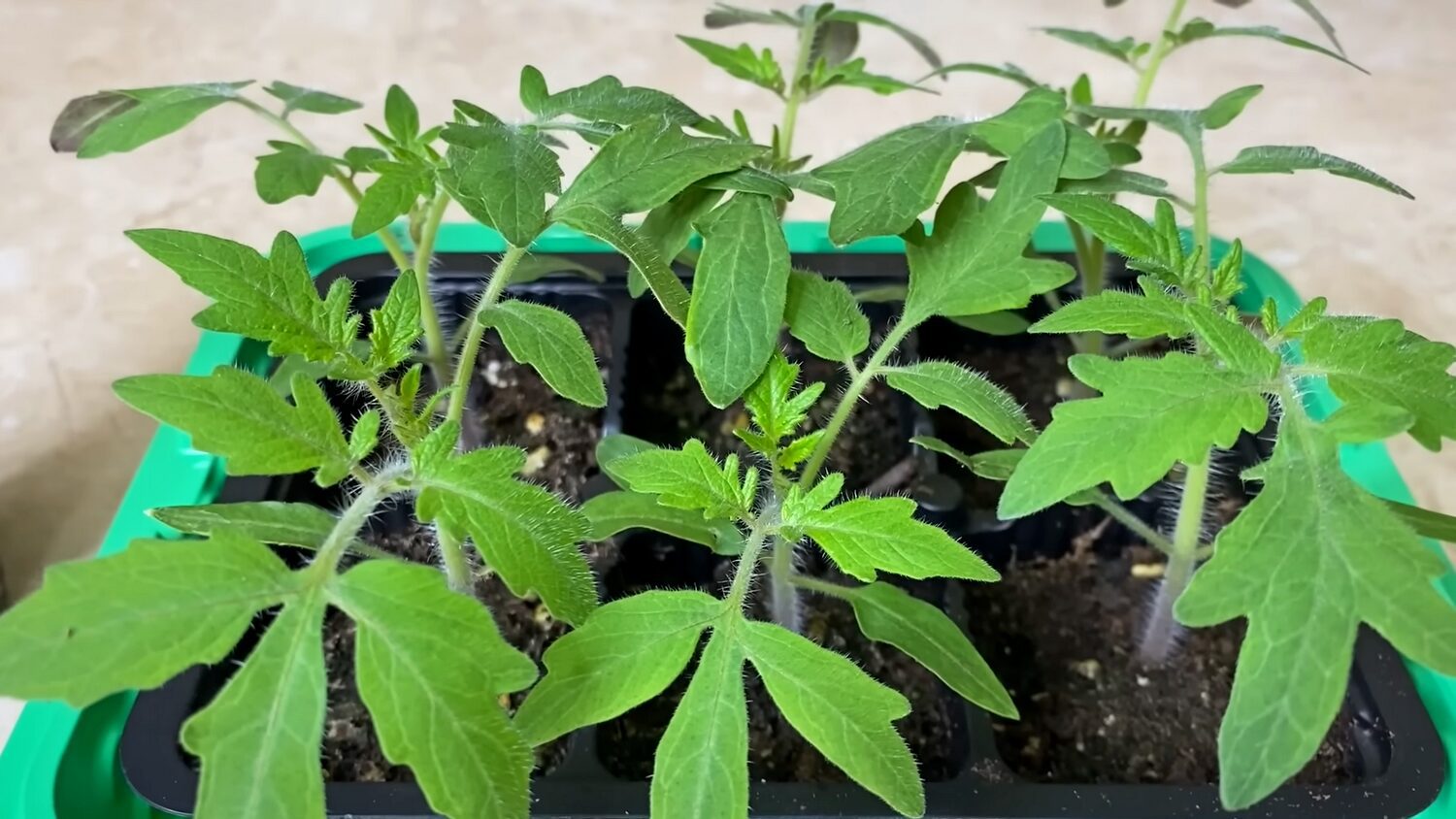 Агрономи назвали 8 ефективних варіантів підживлення розсади томатів