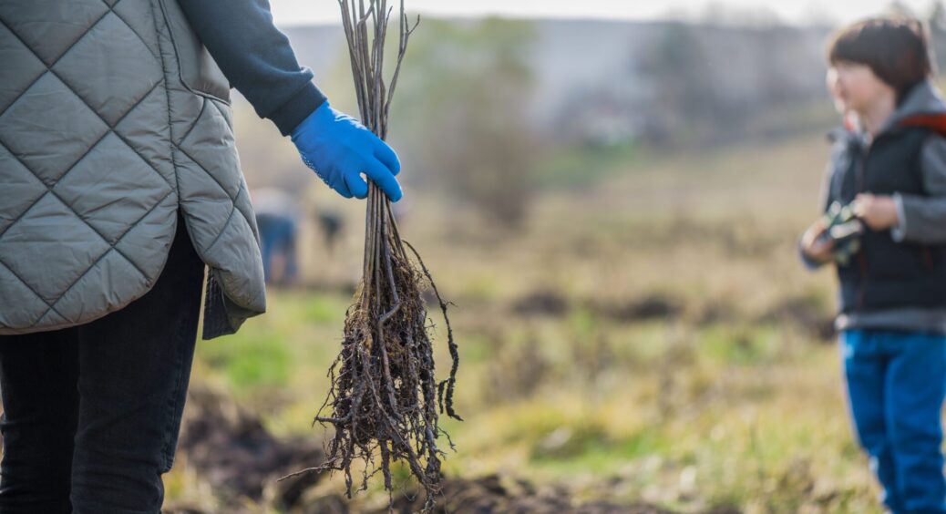 У лютому роблю “ревізію” на ділянці, щоб забезпечити відмінний початок сезону: 5 обовʼязкових справ – ділюся 