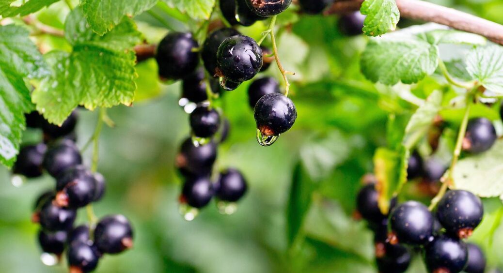 Закопую це під кущами з року в рік – смородина розміром з черешню! 1 несподівана, але перевірена підкормка 