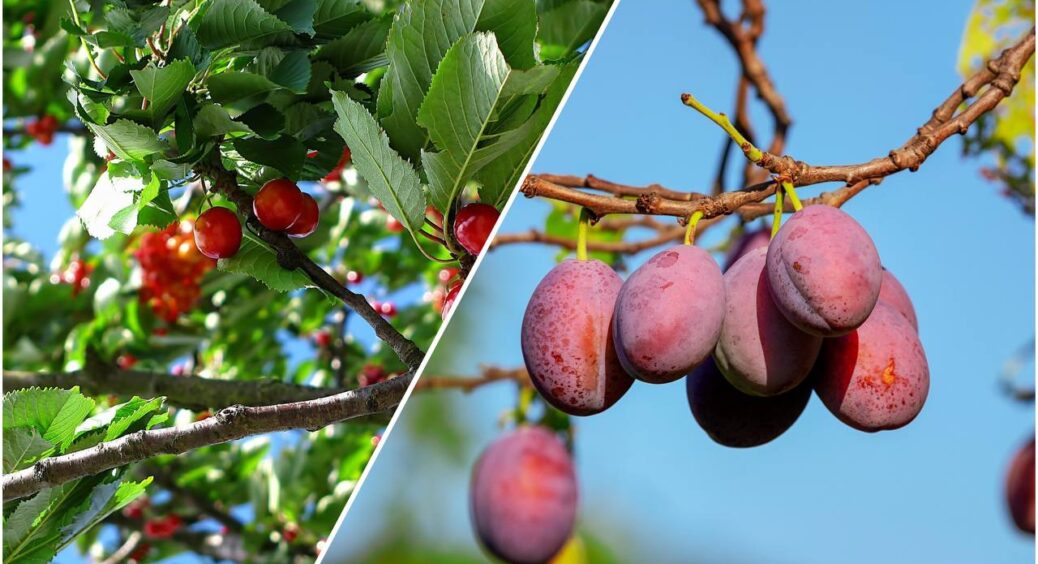 За порадою дідуся “колочу” для вишень і слив: 10 літрів вистачає, щоб обробити всі дерева від моніліозу 