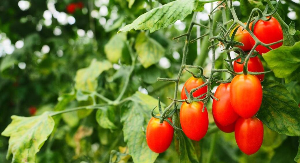 Вже 19 років вирощую помідори “китайським” методом: активую “секретний механізм” – і врожаю у 2 рази більше 