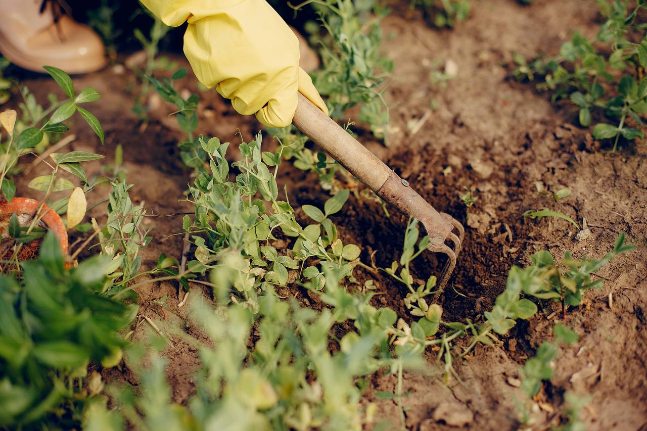 Експерти розповіли, як збільшити врожай на городі