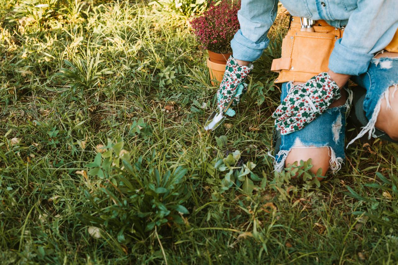 Виявляється, ці 5 бур'янів вказують на те, що із ґрунтом щось не так – розповідаю, як їх легко розпізнати