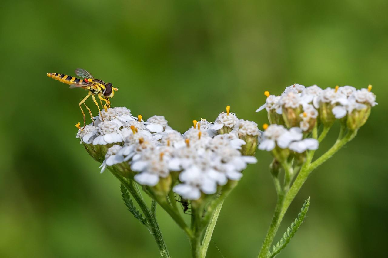 Посадила і забула: ці 3 популярні рослини ростуть практично без догляду й дарують неймовірну красу