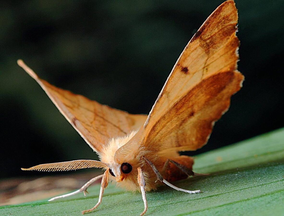 Розмістила цю пряність у шафі – і міль вилетіла зі швидкістю світла! Лайфхак від надокучливого шкідника