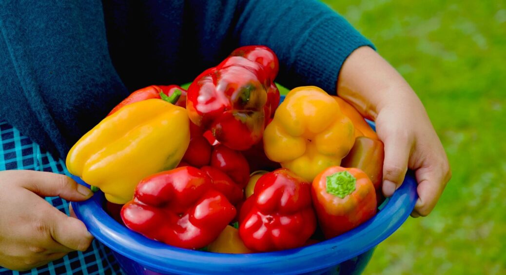 Розкриваю 3 прості правила для перцю — після цього розсада витримує навіть переїзд у глинистий город 