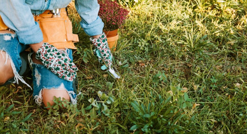 Бур’яни – це “золоте” добриво: чому я більше не спалюю їх, а використовую для вирощування міцної розсади? 