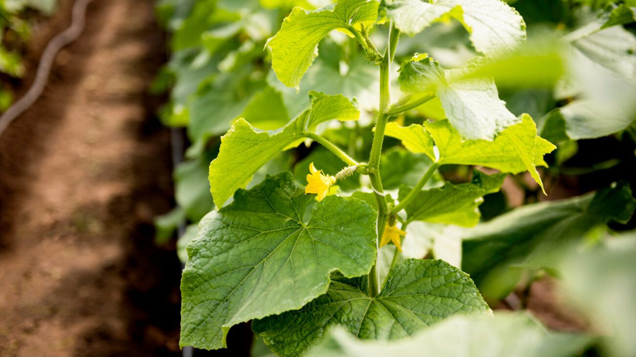 Садівники пояснили, які культури не можна саджати після огірків