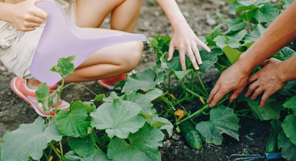 Купила 10 коробок сірників, встромила їх біля огірків – і не дарма. Так завжди робив мій дідусь-агроном 