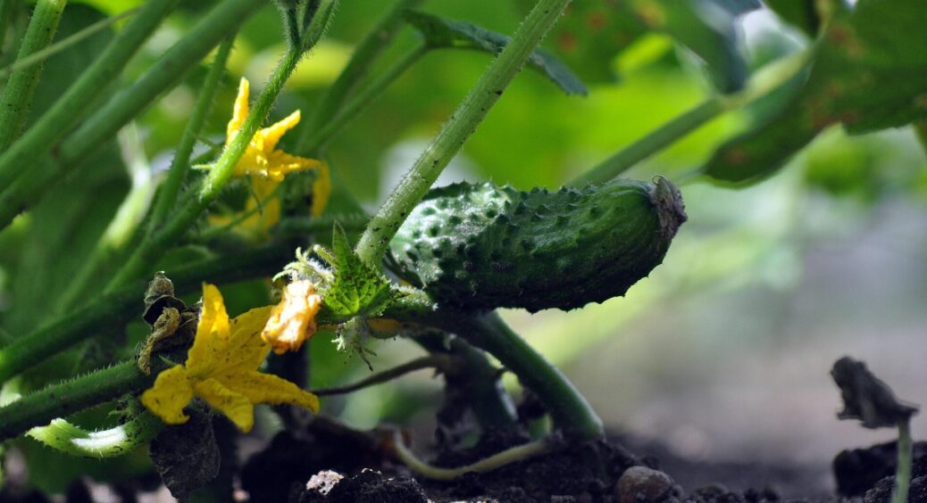 Огірки гірчать через помилку, яку роблять 94% городників: усі агрономи мовчать, а “солодка правда” – проста 