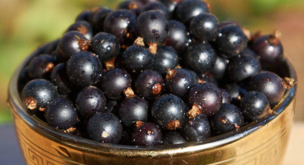 2 склянки під кущ – і збираю смородину 10-літровими відрами: “аномальний” врожай віддаю навіть незнайомцям 