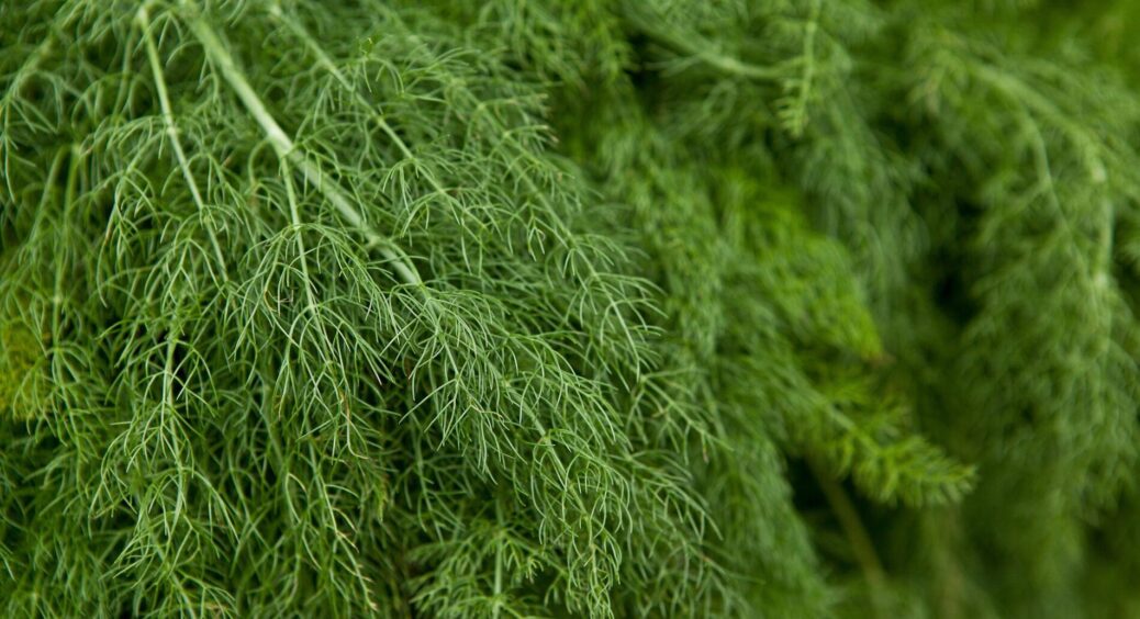 Кріп пересівала 5 разів – все одно жовтів: зробила 1 річ перед посівом – тепер зелені на всю зиму 