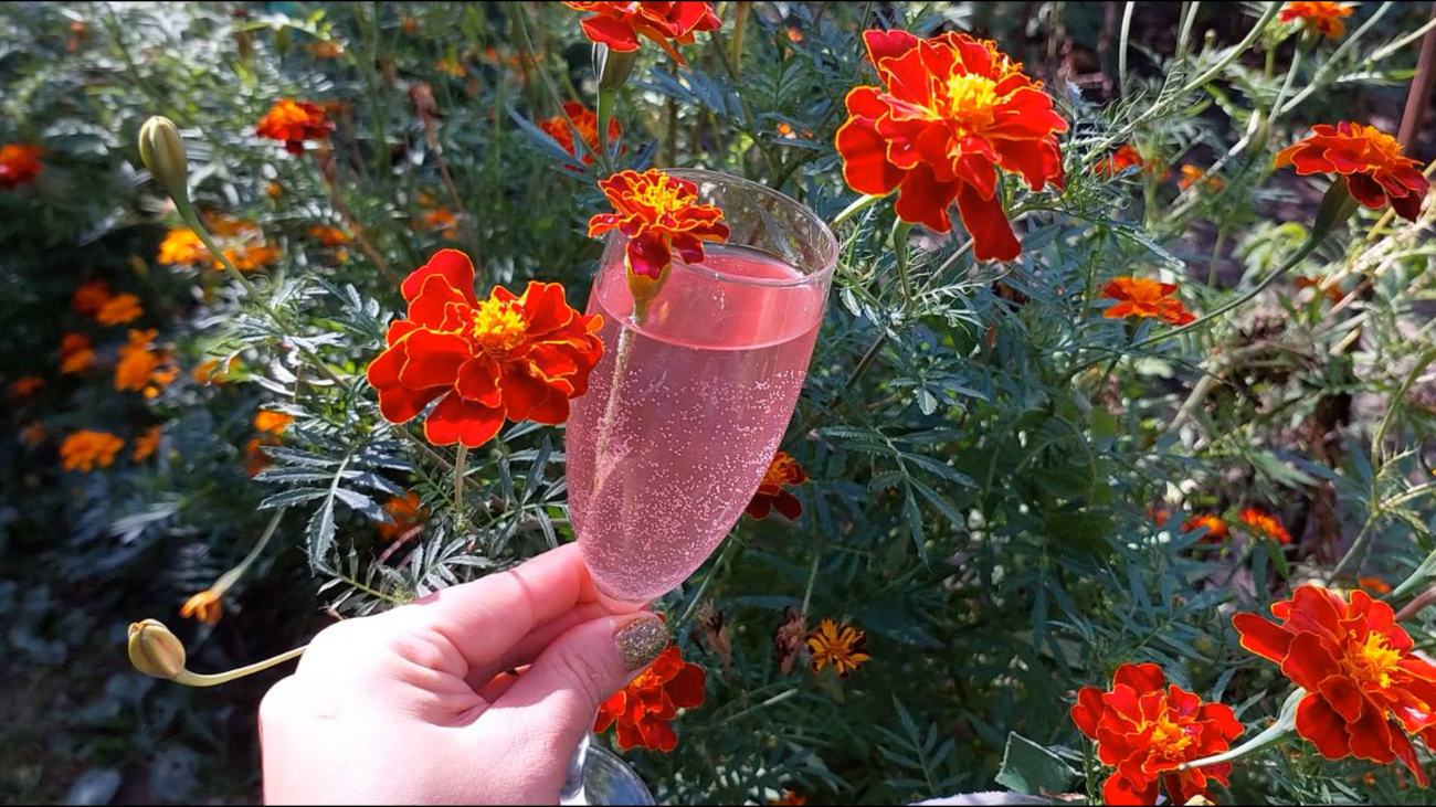 Експерти розповіли рецепт приготування шампанського з чорнобривців