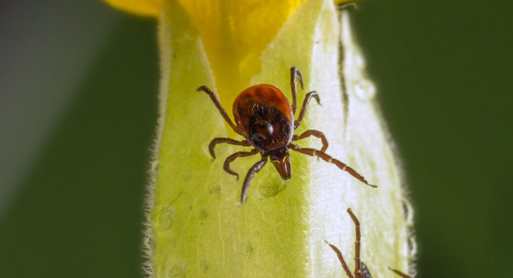 Кліщі вже вийшли на полювання, а ваша дача беззахисна: як прогнати непроханих гостей народними методами 