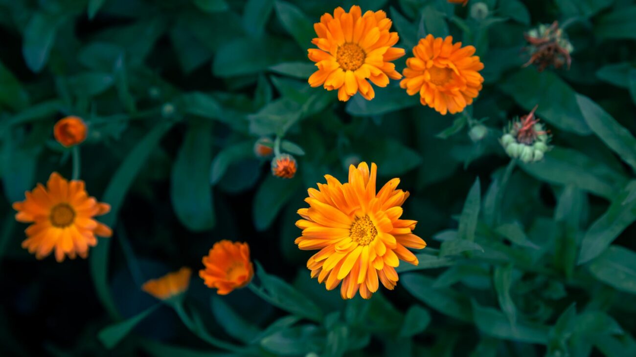 Городники назвали квіти, які захищають помідори від фітофтори