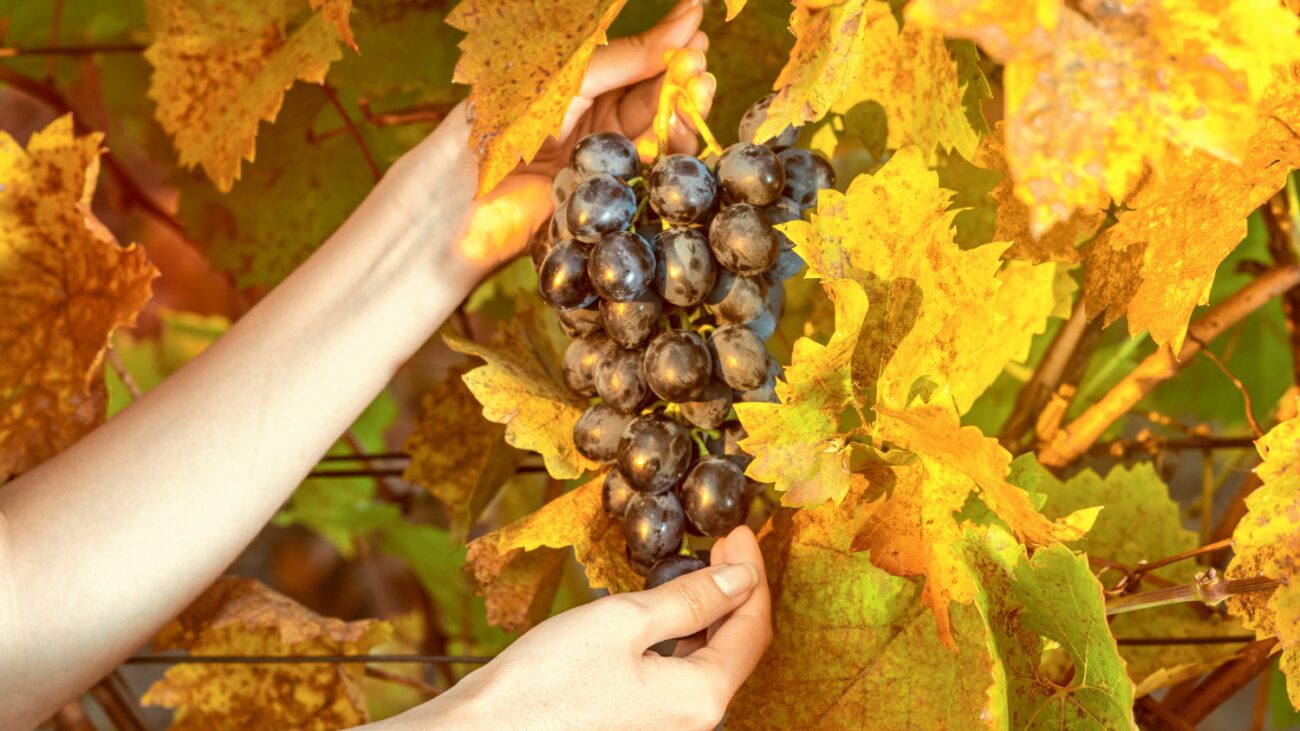 Садівники пояснили, як діяти, коли на винограді жовтіє листя