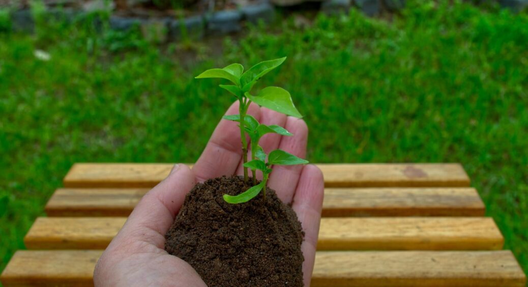Не купуйте дорогі теплиці – зробила тунель за 1 день: томати пруть, як на дріжджах, а огірки зацвіли першими 